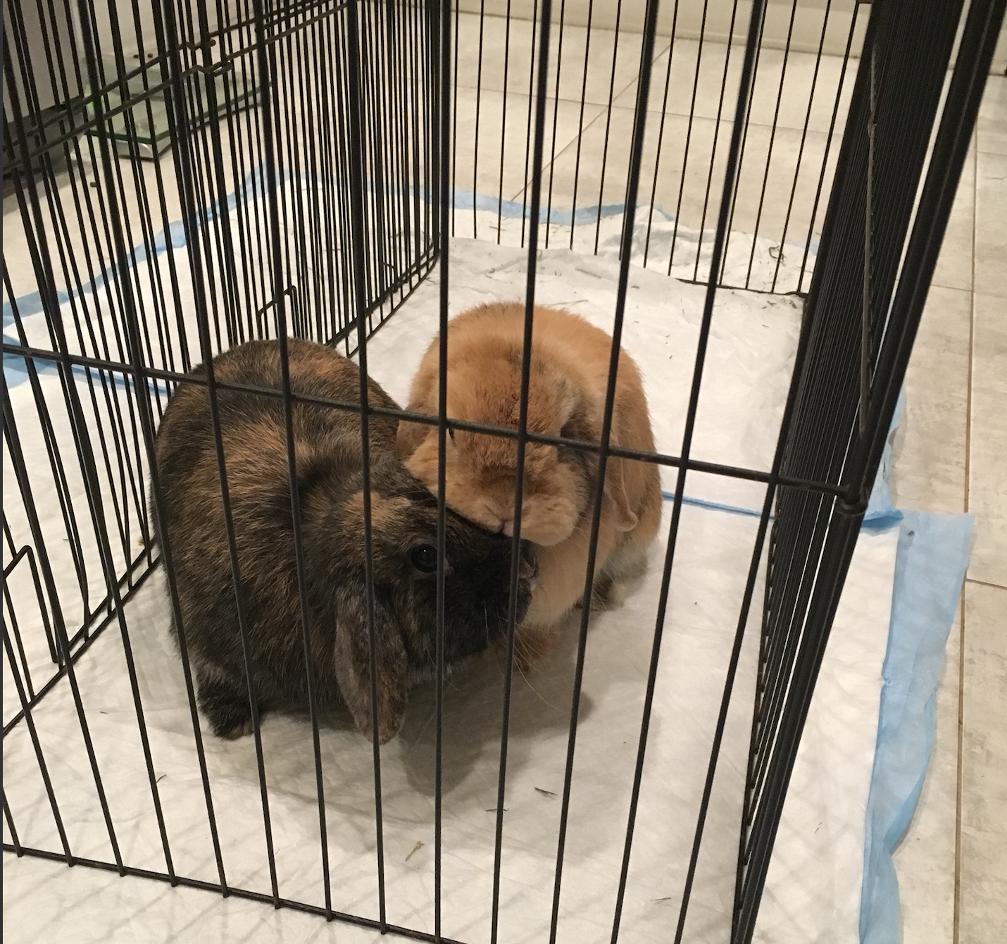 Linking Rabbits How to Bond Rabbits - EASIEST and FASTEST Rabbit Bonding Method – Page ...