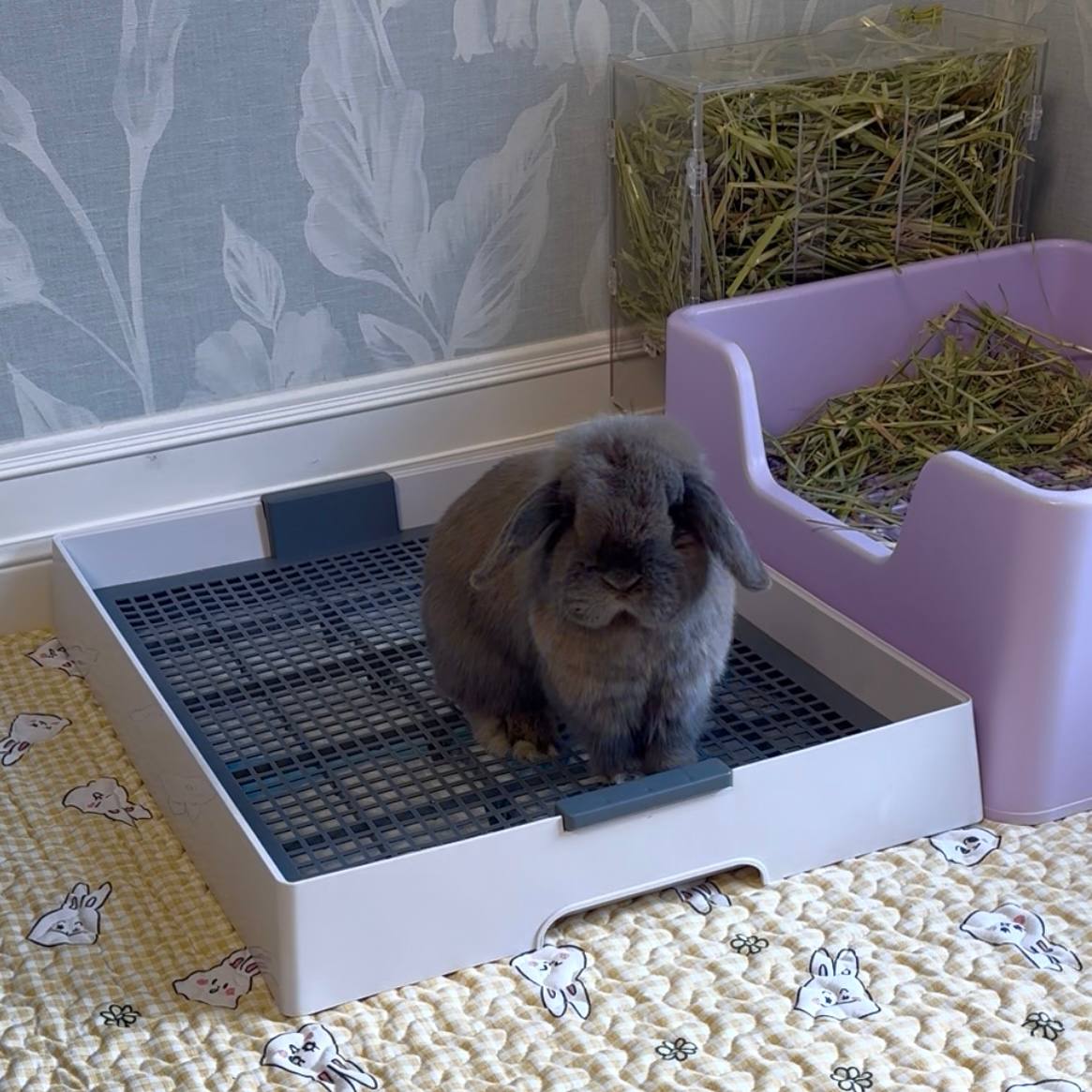 XL Flat Litterbox