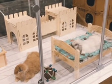 Load image into Gallery viewer, TokiHut Wooden Rabbit Castle and Bridge Set™